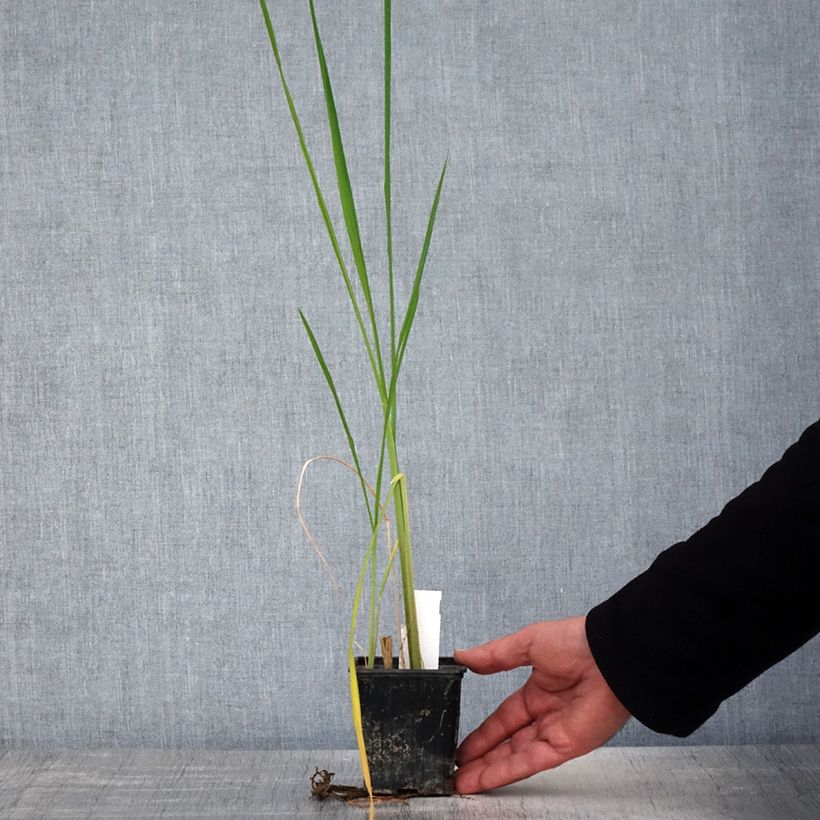 Exemplar von Zizania latifolia - Wasserreis Kleine Töpfe von 8/9 cm wie im Frühjahr geliefert