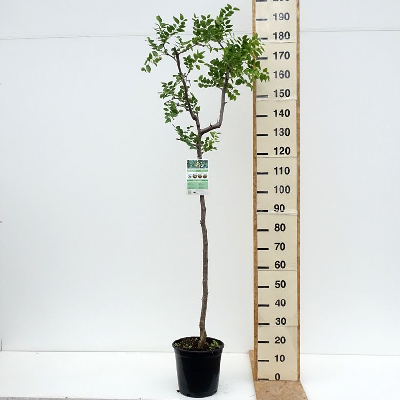 Example of Chinesische Jujube - Ziziphus jujuba Topf mit 12L/15L as you get in ete