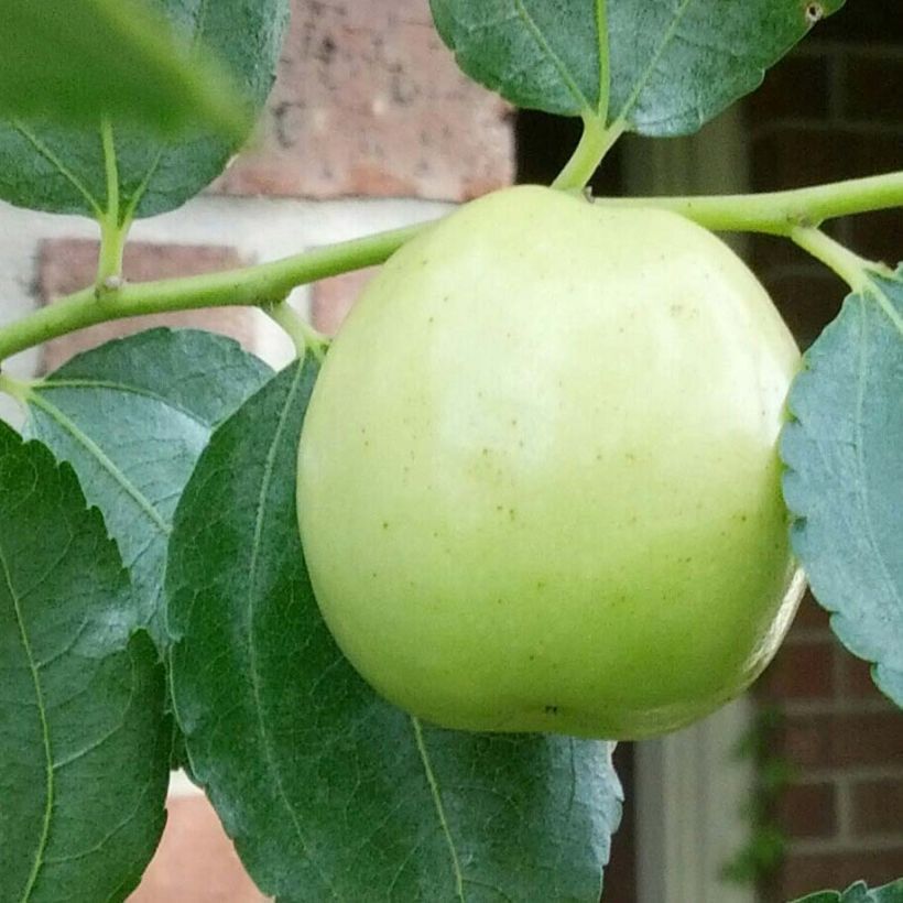 Chinesische Jujube Li - Ziziphus jujuba (Harvest)