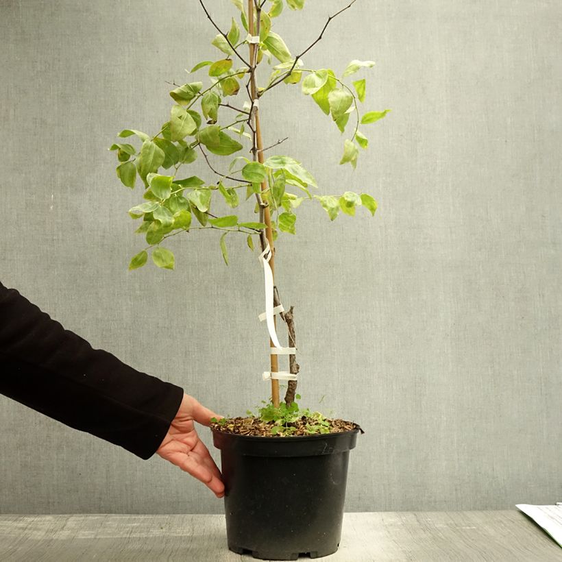 Example of Chinesische Jujube Li - Ziziphus jujuba Topf mit 2L/3L, Strauch as you get in automne