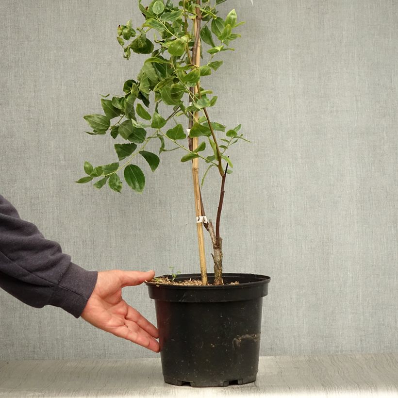 Exemplar von Chinesische Jujube Li - Ziziphus jujuba Topf mit 2L/3L, Strauch wie im Sommer geliefert