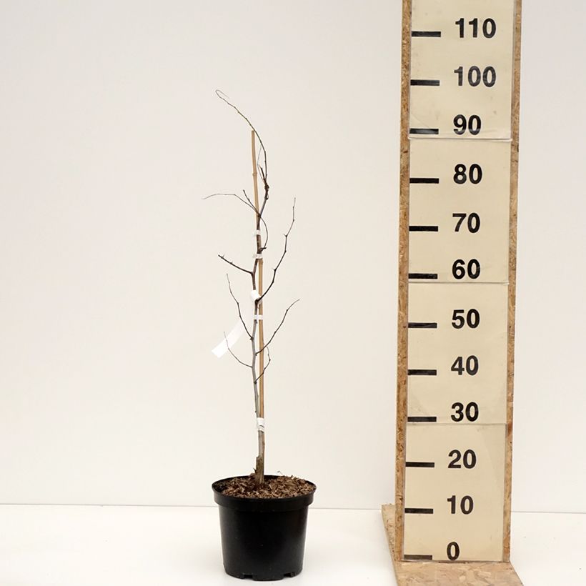 Exemplar von Chinesische Jujube Li - Ziziphus jujuba Topf mit 2L/3L, Strauch wie im Winter geliefert