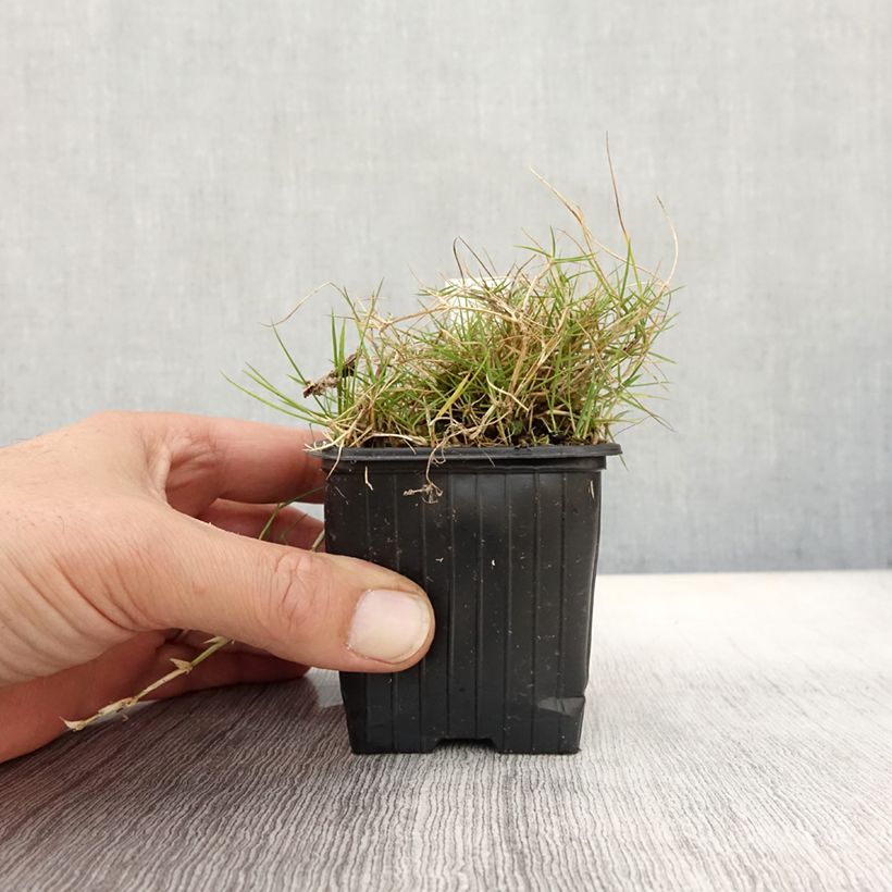 Example of Zoysia tenuifolia Kleine Töpfe von 8/9 cm as you get in automne