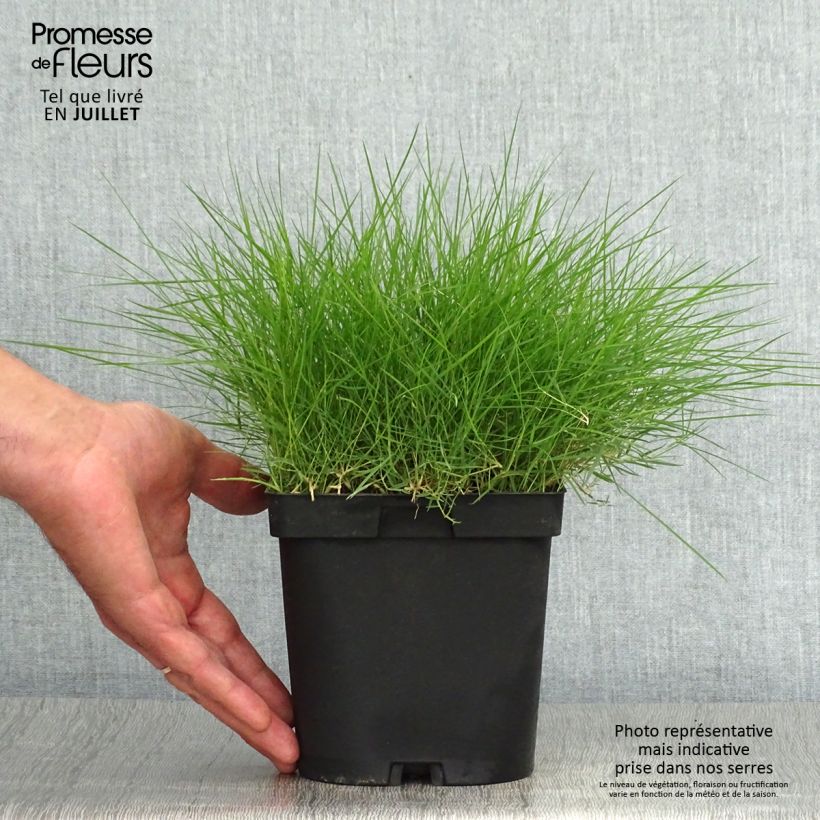 Example of Zoysia tenuifolia Topf mit 2L/3L as you get in ete