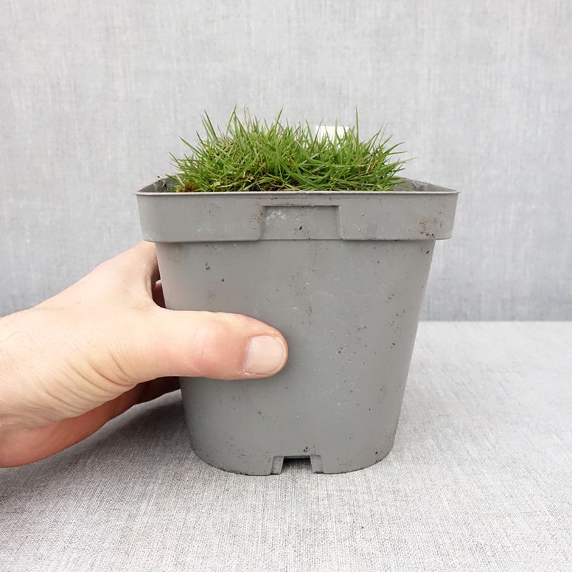 Exemplar von Zoysia tenuifolia Topf mit 2L/3L wie im Winter geliefert