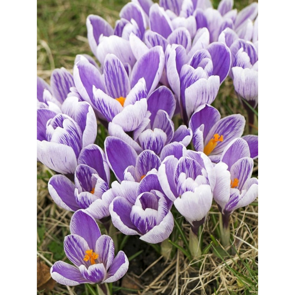 Großblütiger Krokus Pickwick - Crocus
