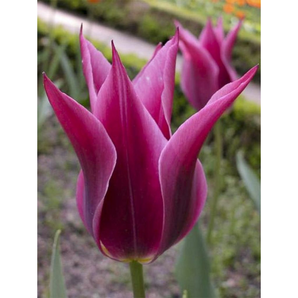 Lilienblütige Tulpe Maytime