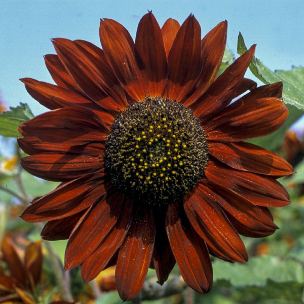 Gemeine Sonnenblume Velvet Queen - Helianthus