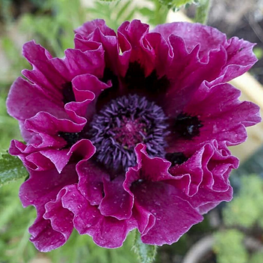 Orientalischer Mohn Harlem - Papaver orientale