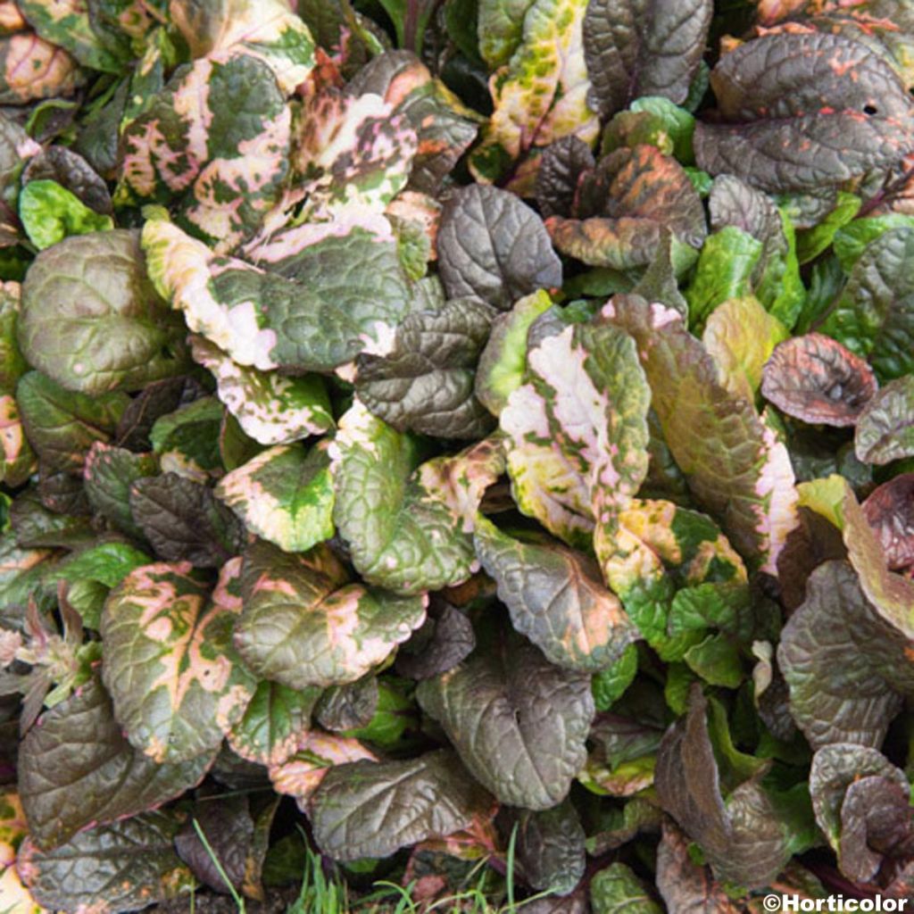 Ajuga reptans Multicolor - Kriechender Günsel