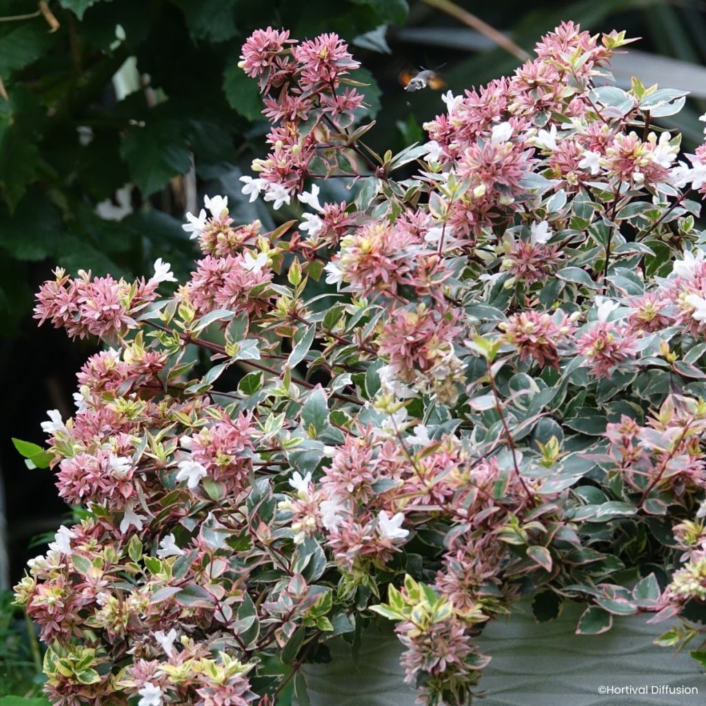 Abelia grandiflora Psykedelik