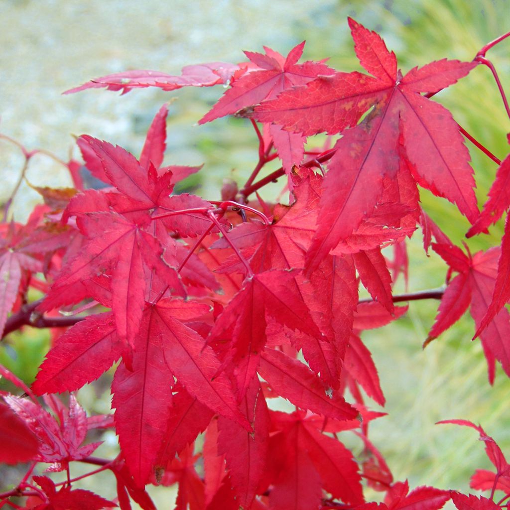Fächerahorn Redwine - Acer palmatum