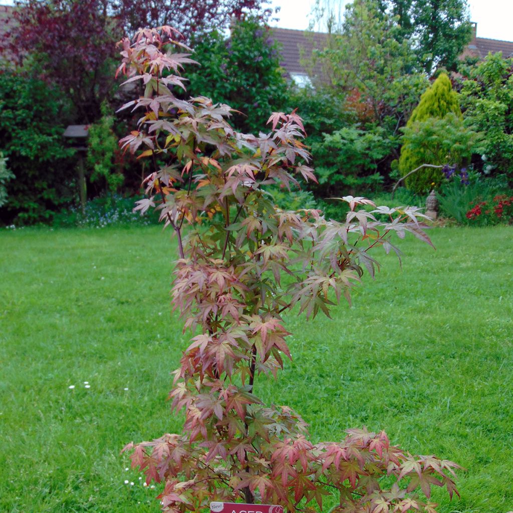 Fächerahorn Redwine - Acer palmatum