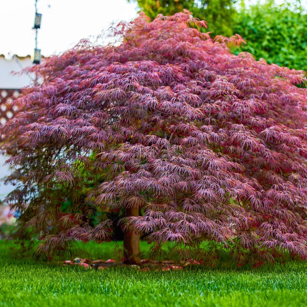 Fächerahorn Royal Garnet - Acer palmatum