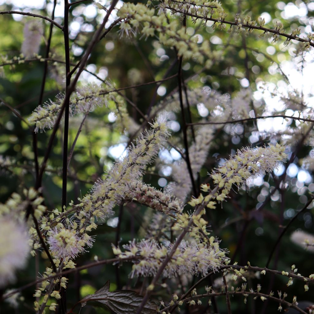 Actaea Queen of Sheba - Silberkerze