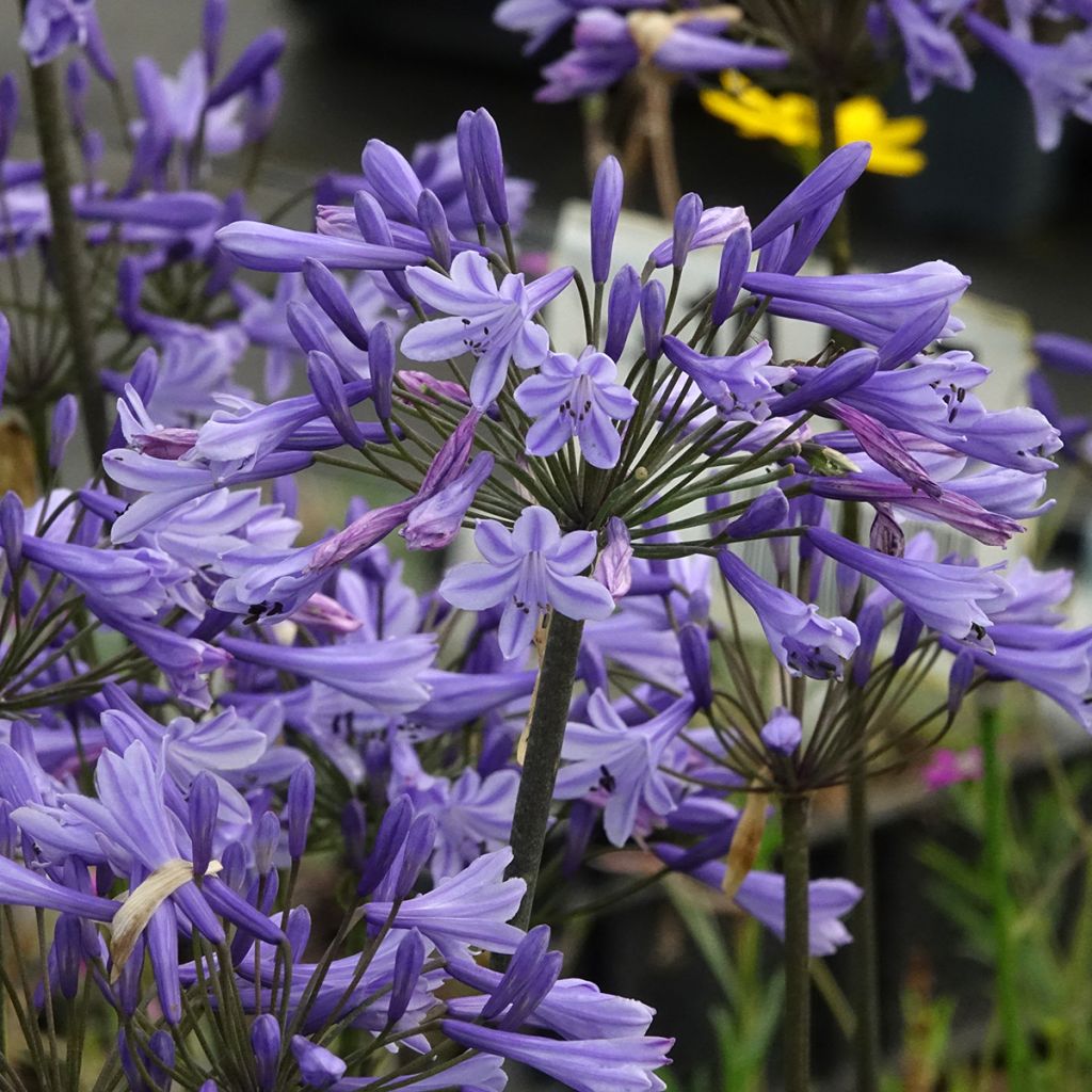 Agapanthus Blue Triumphator - Schmucklilie