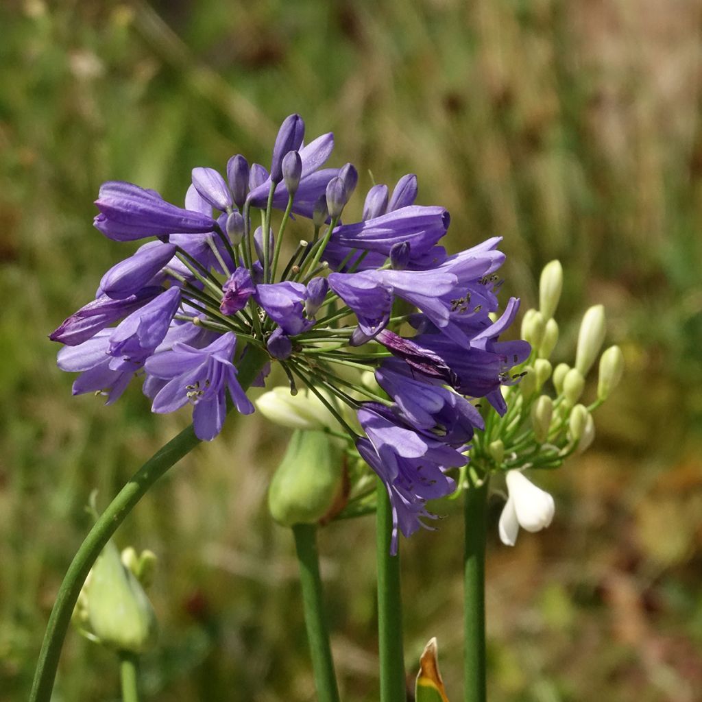 Agapanthus Three Sisters Mix - Schmucklilie
