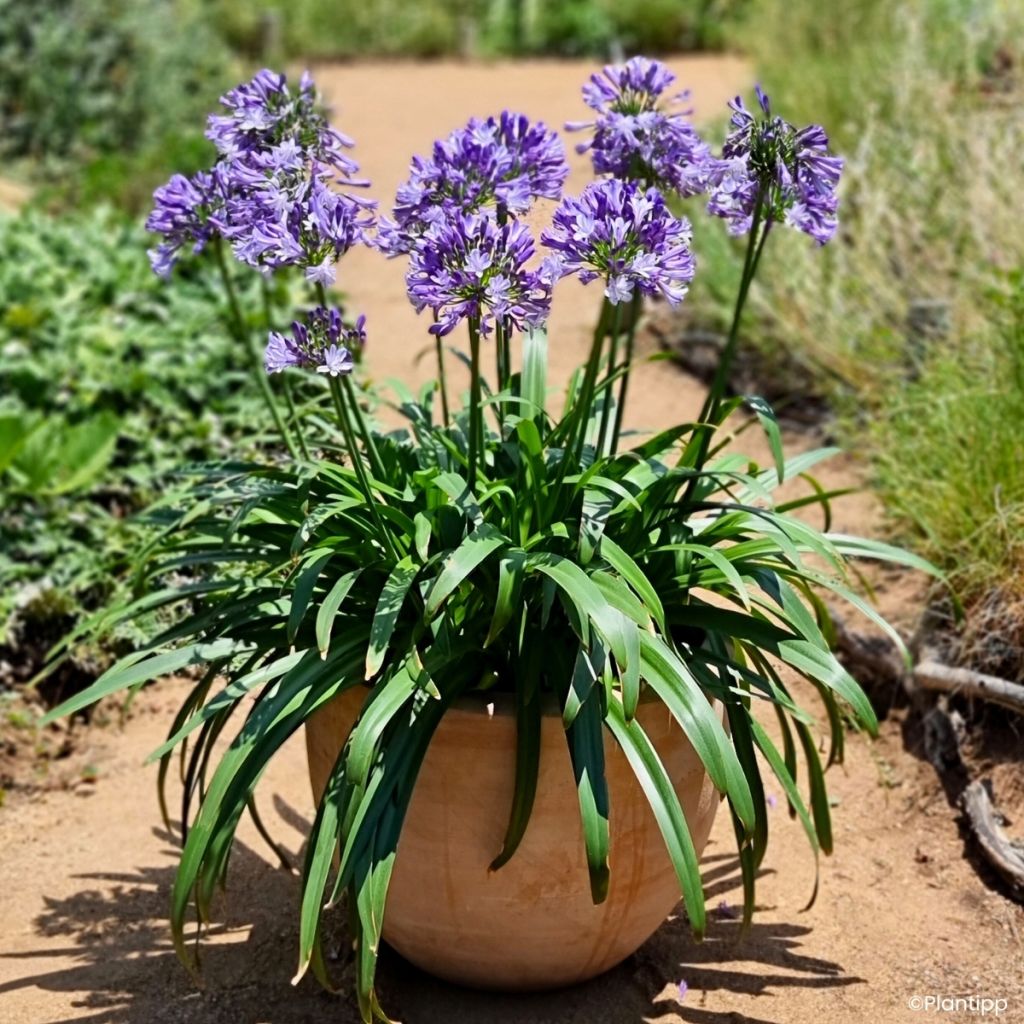 Agapanthus Everpanthus Midnight Moon - Schmucklilie