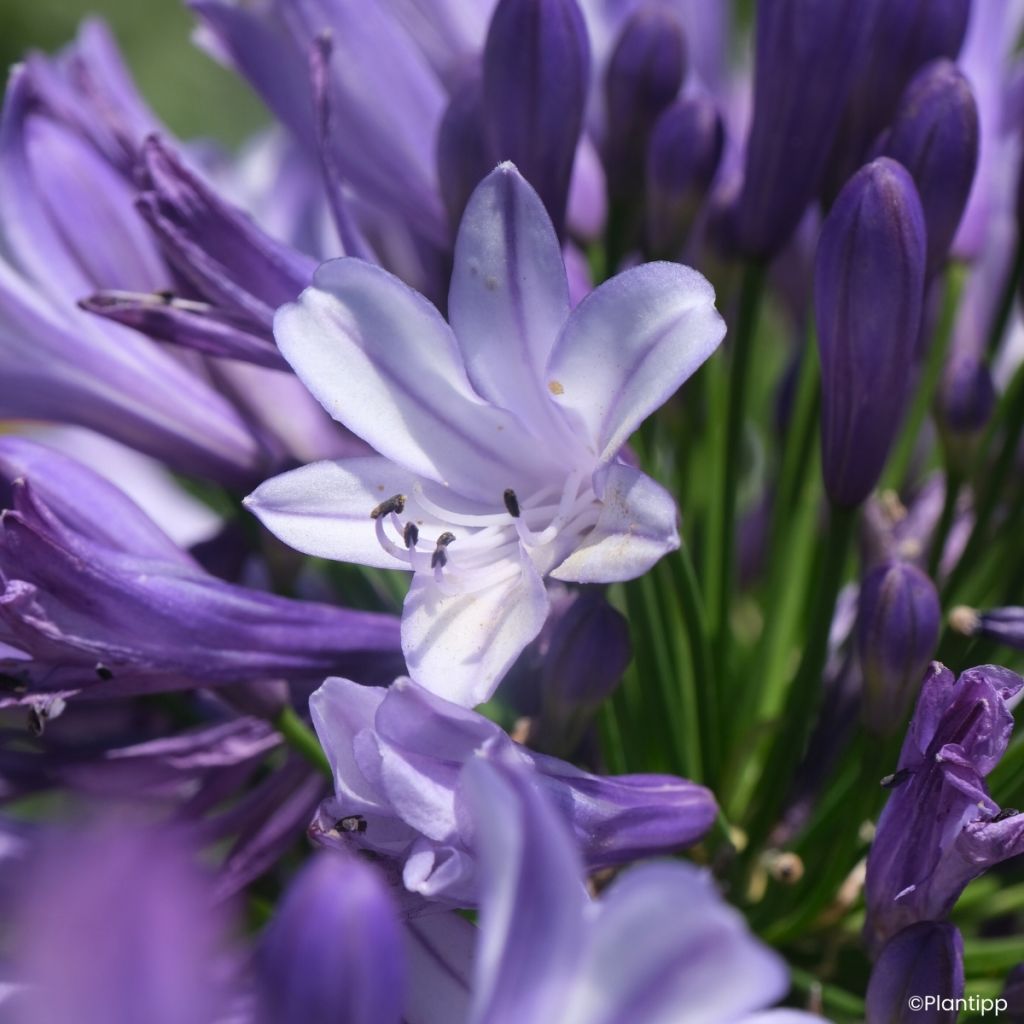 Agapanthus Everpanthus Midnight Moon - Schmucklilie