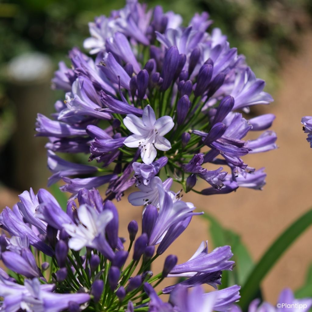 Agapanthus Everpanthus Midnight Moon - Schmucklilie