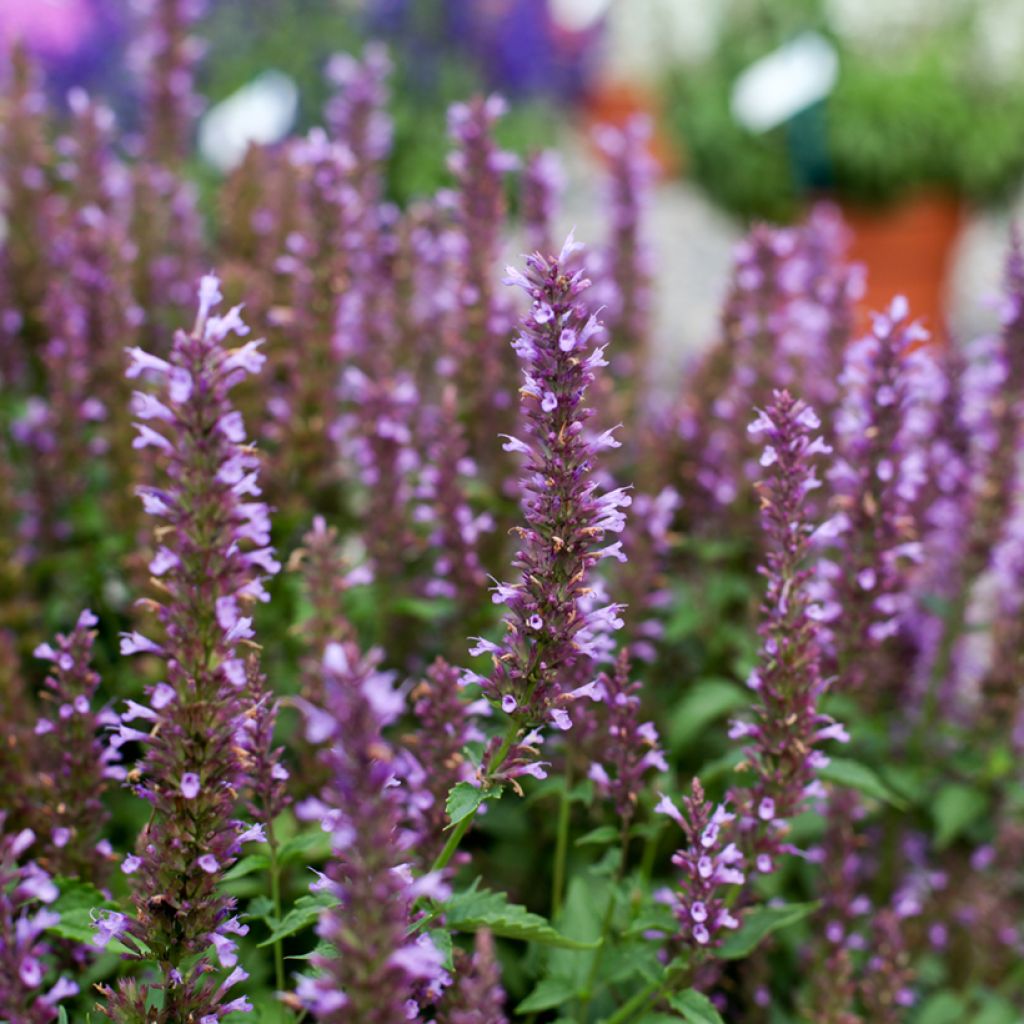 Agastache foeniculum Celestia - Duftnessel