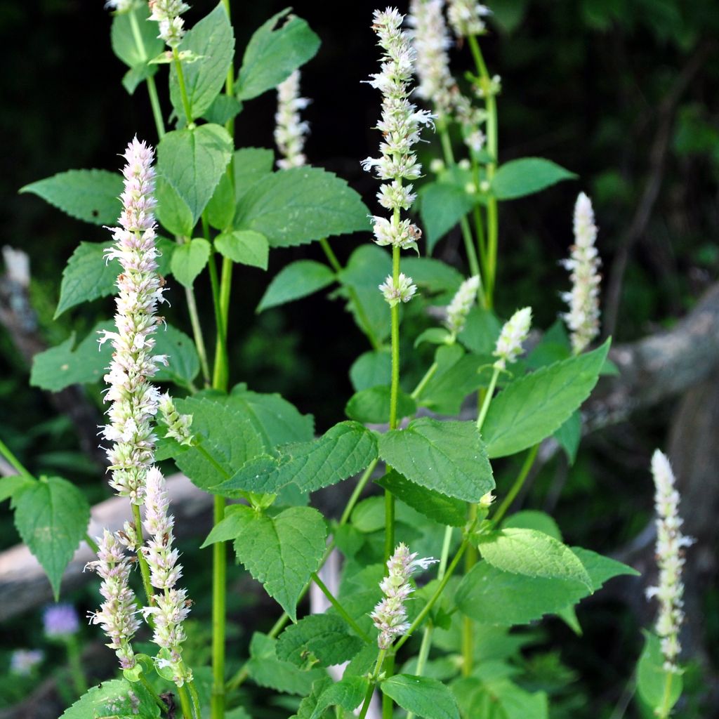 Agastache nepetoides Fuji no Yuki - Duftnessel