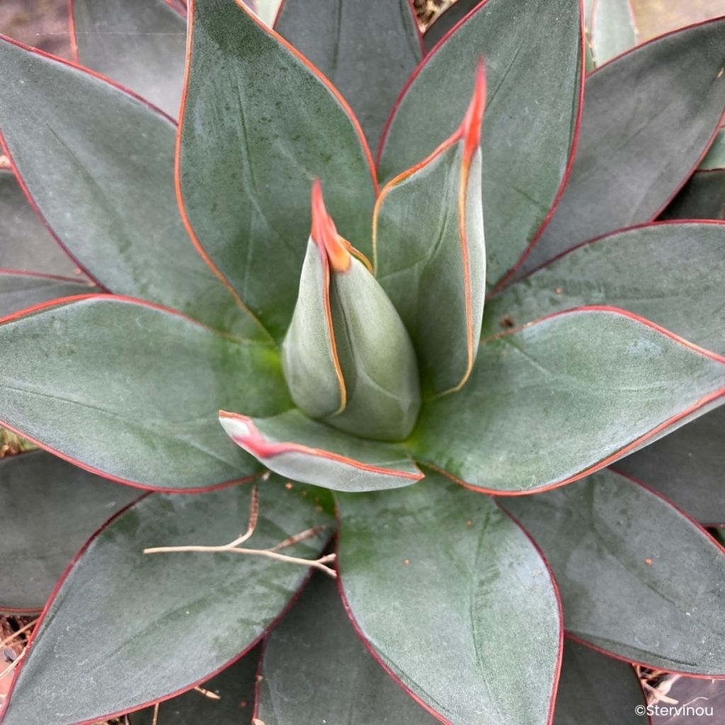 Agave attenuata Blue Ember - Drachenbaum-Agave