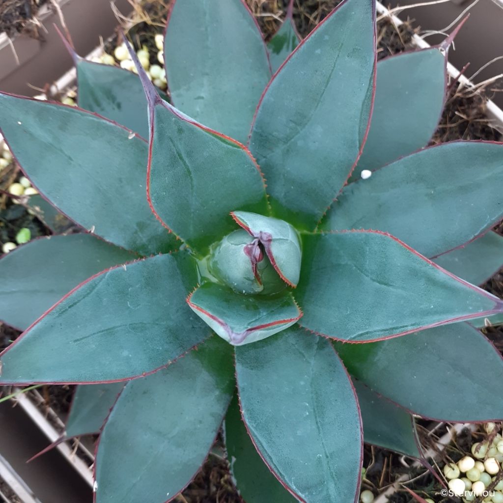Agave attenuata Blue Ember - Drachenbaum-Agave