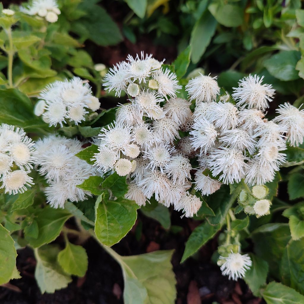 Ageratum Cushion White - Leberbalsam