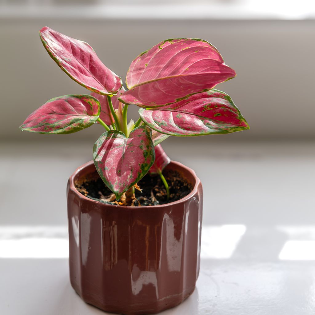 Aglaonema Rich Red