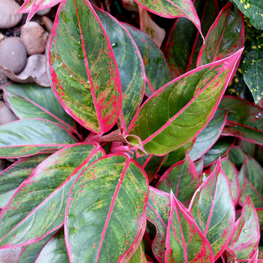 Aglaonema Siam Aurora - Kolbenfaden