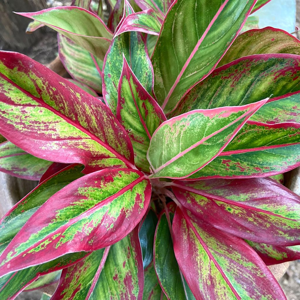 Aglaonema Siam Aurora - Kolbenfaden