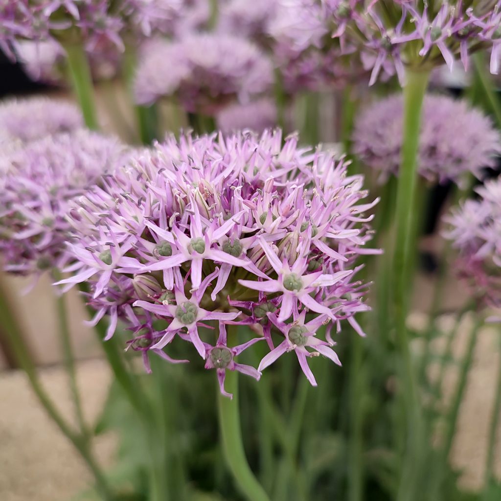 Allium New York - Zierlauch