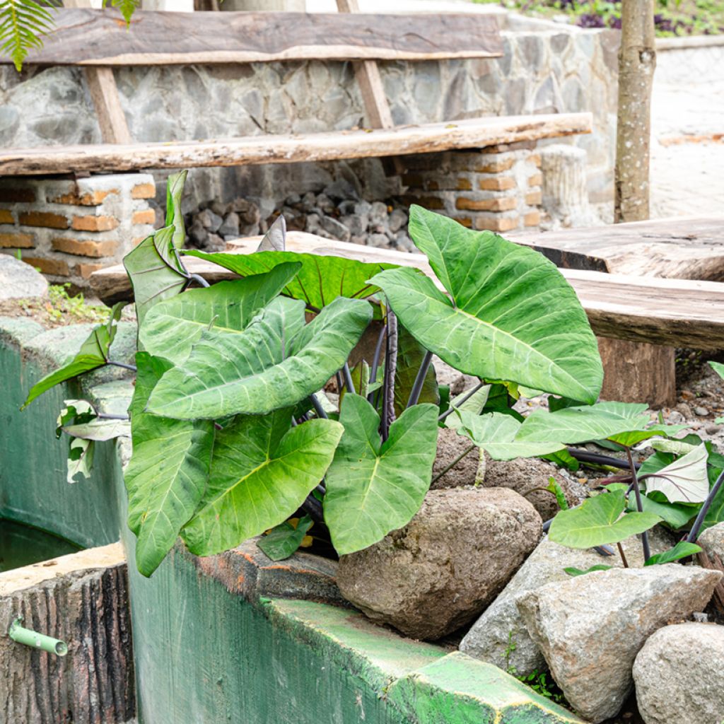 Alocasia Black Stem - Pfeilblatt