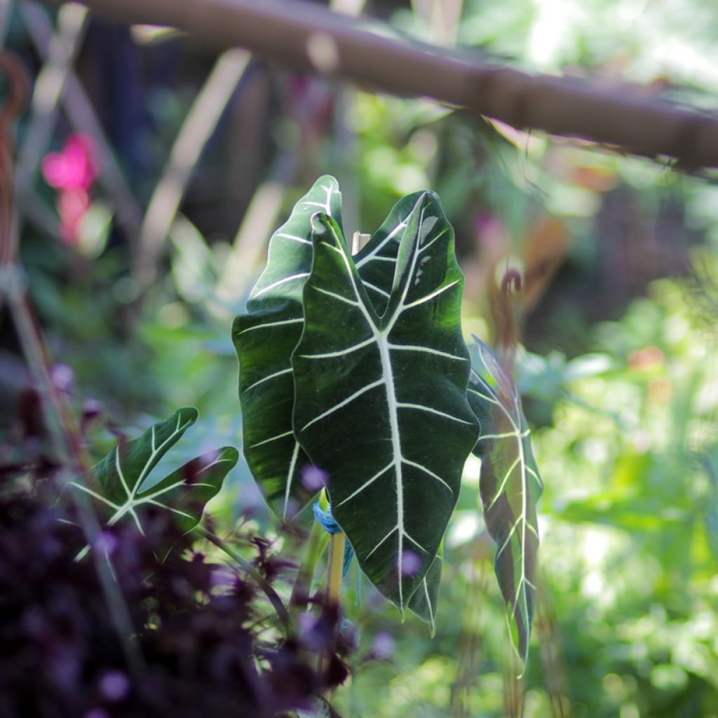 Alocasia Frydek - Pfeilblatt