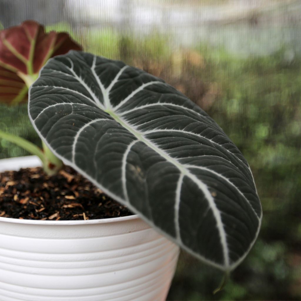 Alocasia Ninja - Pfeilblatt