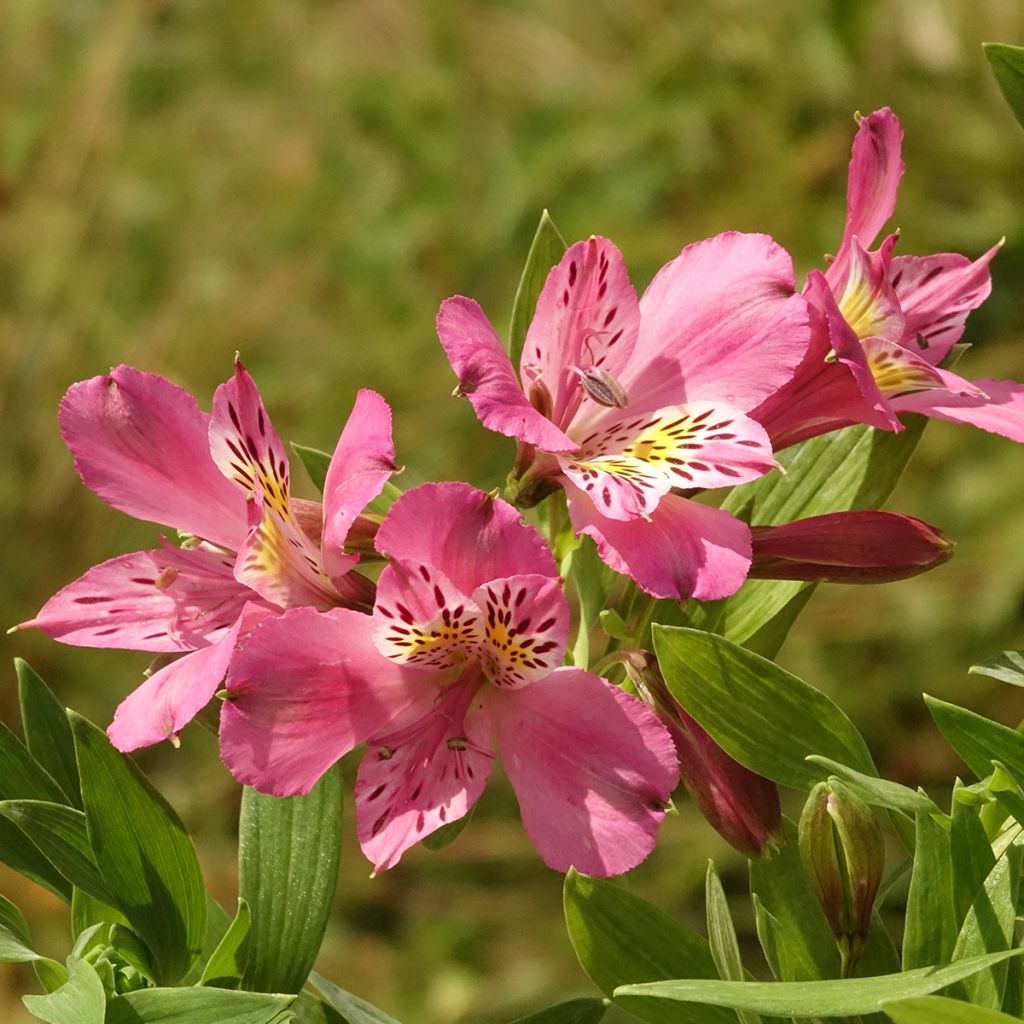 Alstroemeria Duc d'Anjou Charles - Inkalilie