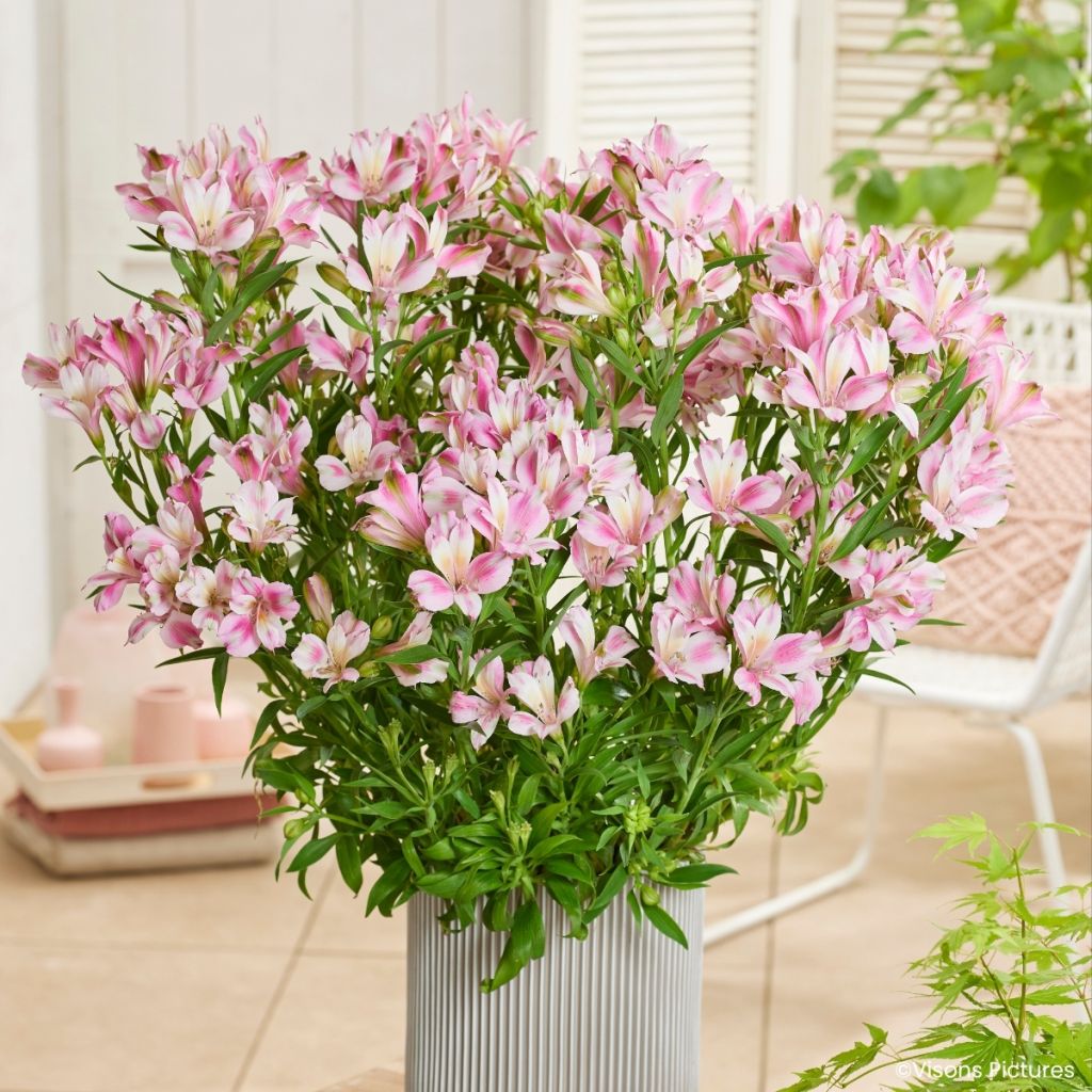 Alstroemeria Duchesses d'Anjou Emilie - Inkalilie
