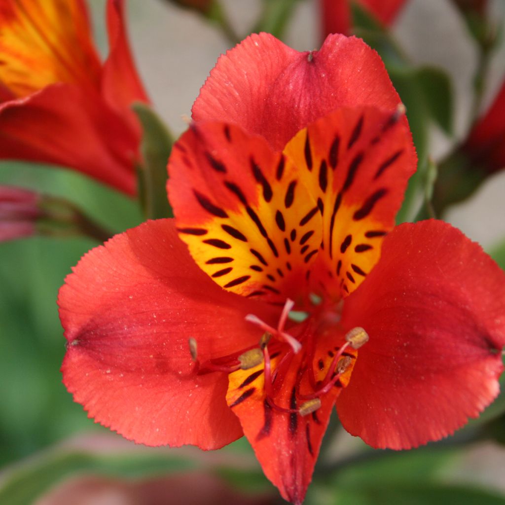 Alstroemeria Majestic Longué - Inkalilie