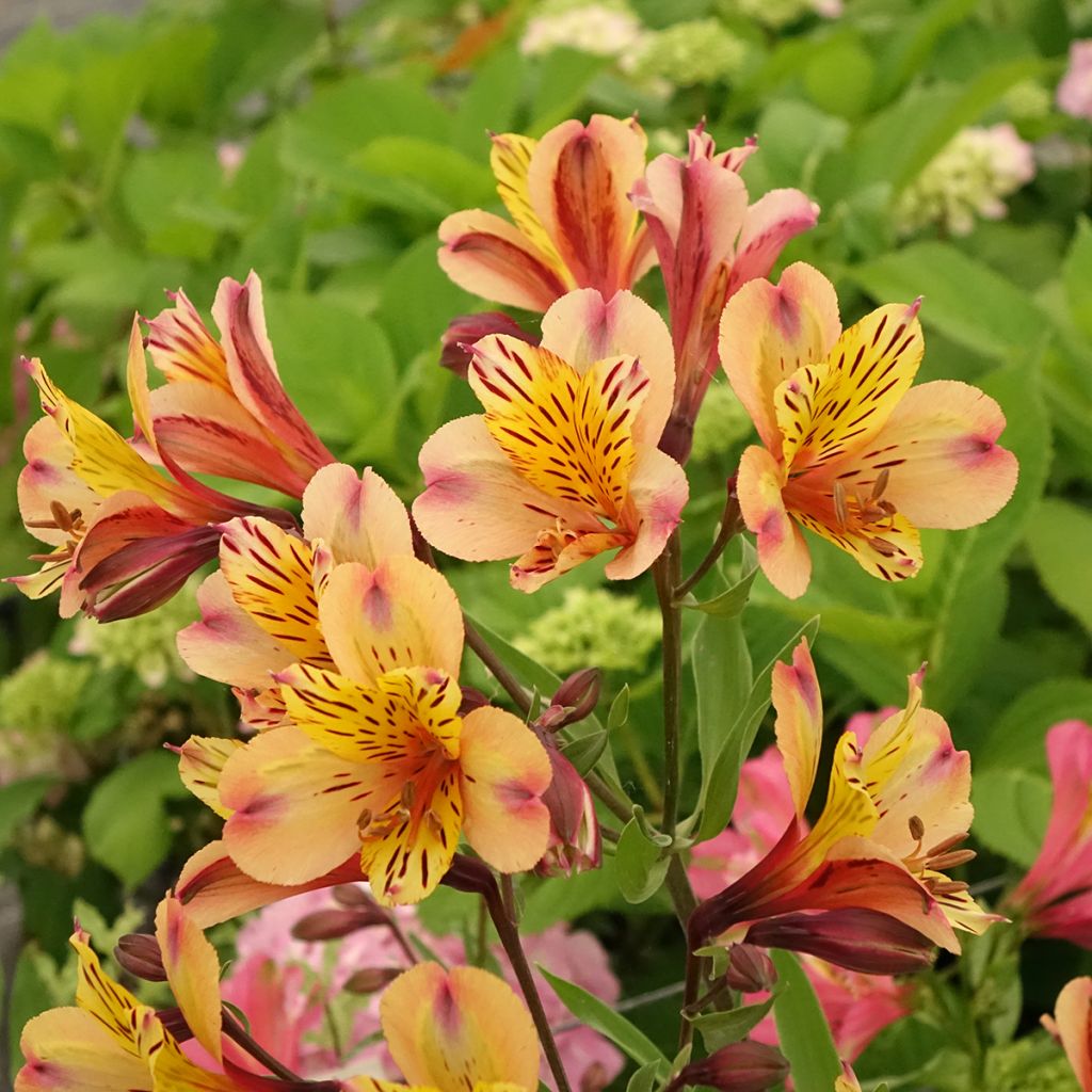 Alstroemeria Duc d'Anjou Nicolas - Inkalilie