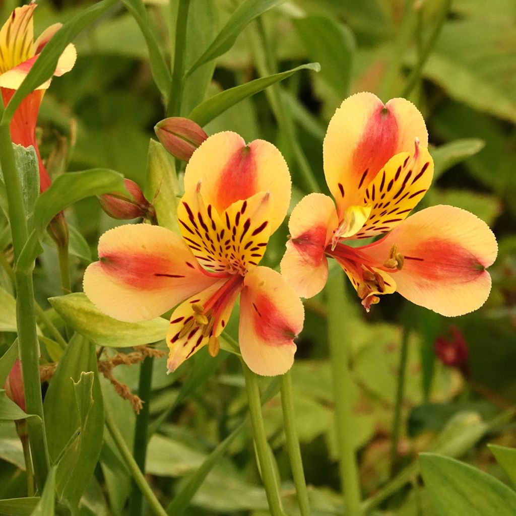 Alstroemeria Majestic Layon - Inkalilie