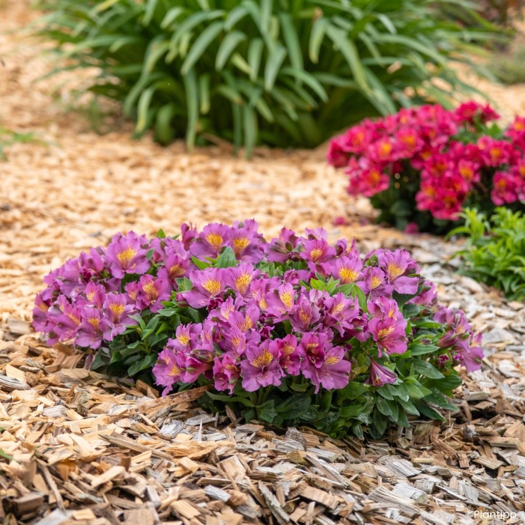 Alstroemeria Incalys Purple - Inkalilie