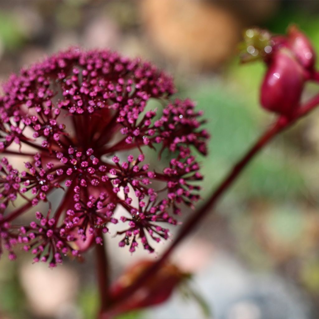 Angelica gigas - koreanische Engelwurz