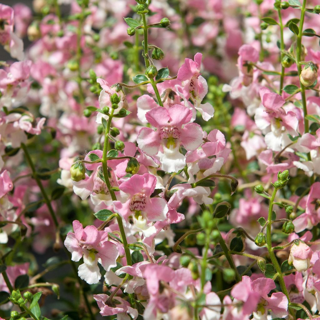 Angelonia Angelface Wedgewood Pink 2026 - Engelsgesicht