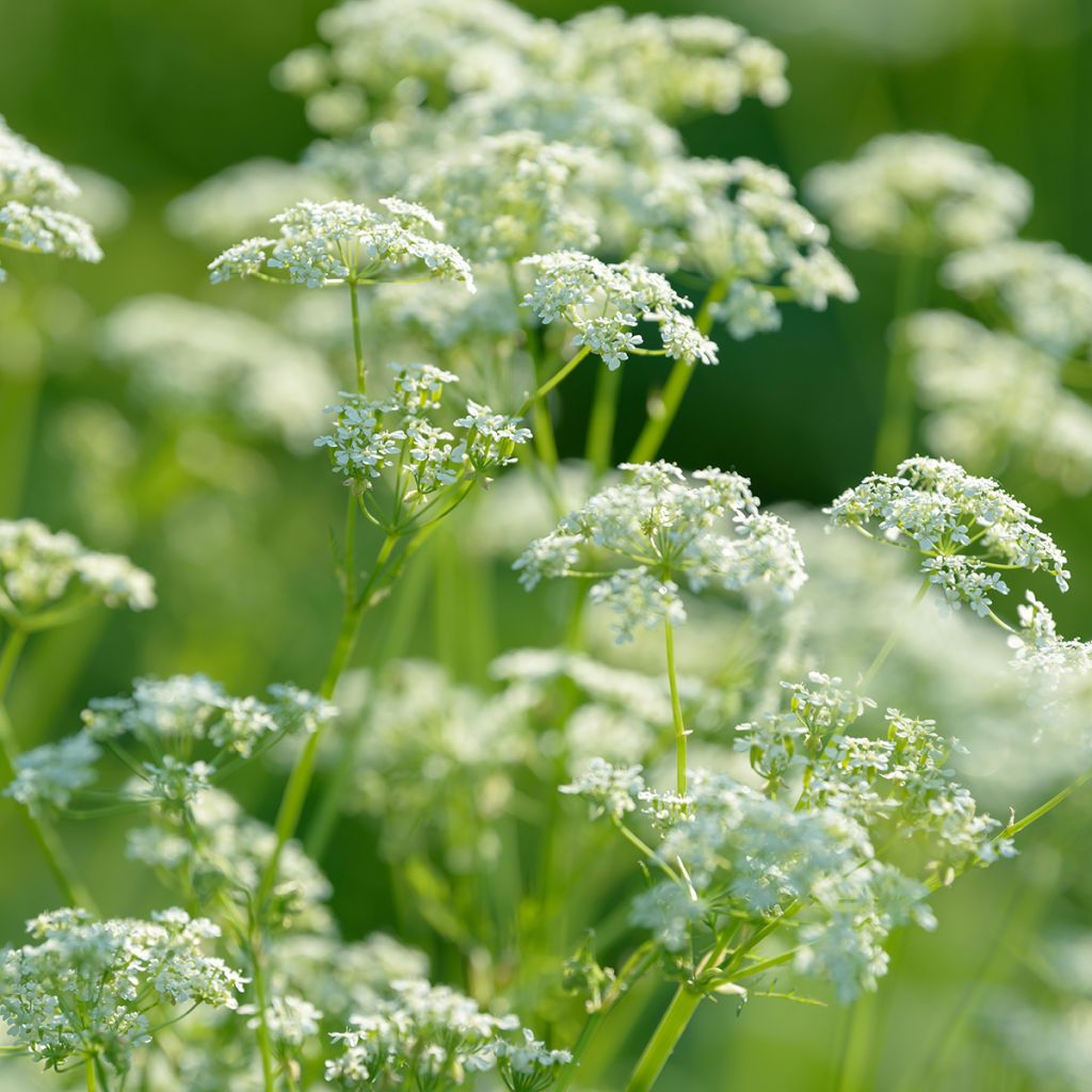 Anis Bio - Pimpinella anisum