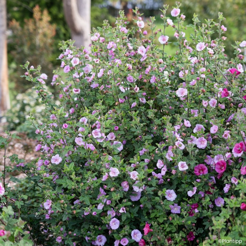 Anisodontea Cotton Candy Pink