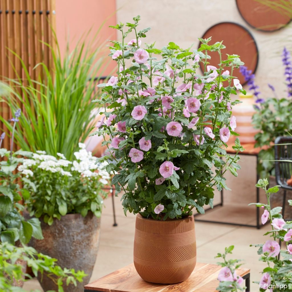 Anisodontea Cotton Candy Pink