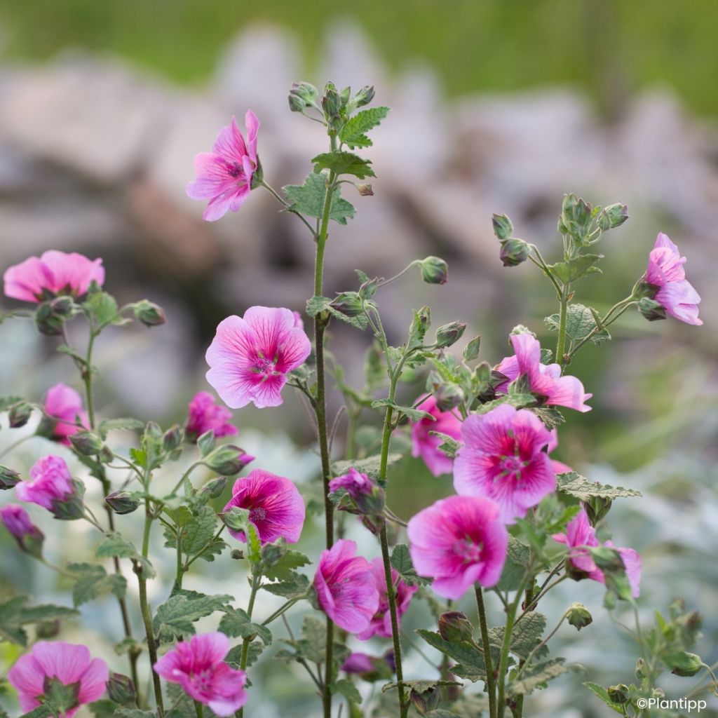 Anisodontea Carnival Lights Celebration