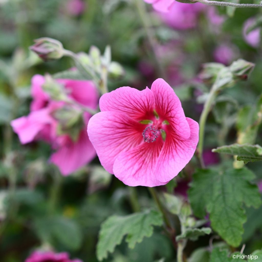Anisodontea Carnival Lights Celebration