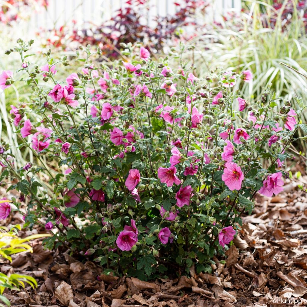 Anisodontea Carnival Lights Celebration